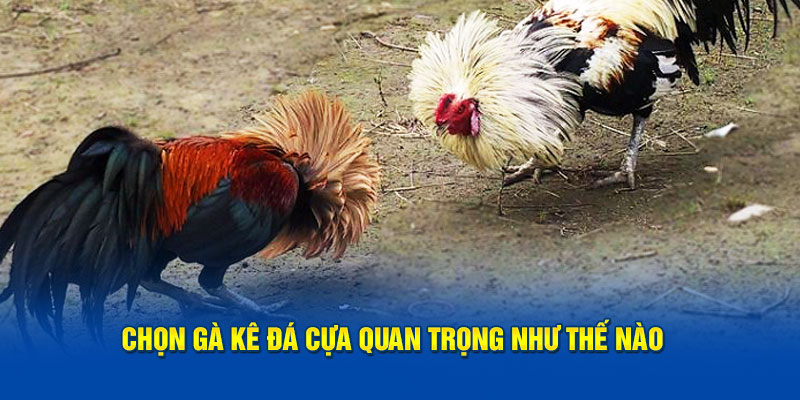 chon-ga-ke-da-cua-quan-trong-nhu-the-nao