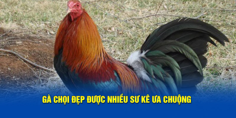 ga-choi-dep-duoc-nhieu-su-ke-ua-chuong