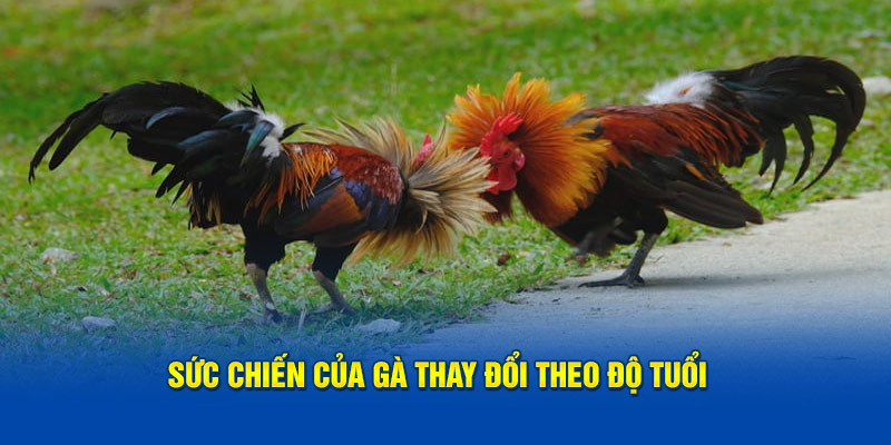 suc-chien-cua-ga-thay-doi-theo-do-tuoi